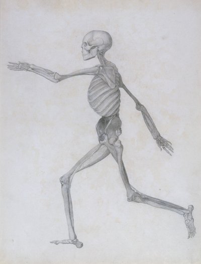 Vertaileva anatominen selvitys ihmiskehon rakenteesta tiikerin ja tavallisen linnun rakenteeseen verrattuna: 1795-1806. tekijältä George Stubbs