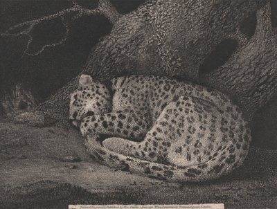 Nukkuva leopardi tekijältä George Stubbs
