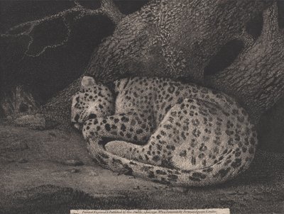 Nukkuva leopardi, taiteilijan kaiverrus, pub. 1791 (etsaus) tekijältä George Stubbs