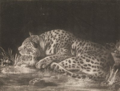 Tyger (nukkuva leopardi) tekijältä George Stubbs