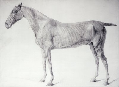 Kaavio teoksesta "Hevosen anatomia" (kaiverrus) tekijältä George Stubbs