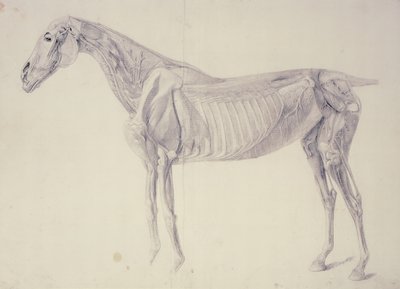 Kaavio hevosen anatomiasta tekijältä George Stubbs