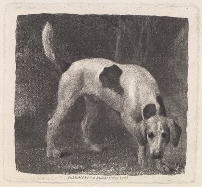 Taiteilijan kaivertama koira (A Foxhound on the Scent), pubi. 1788 tekijältä George Stubbs