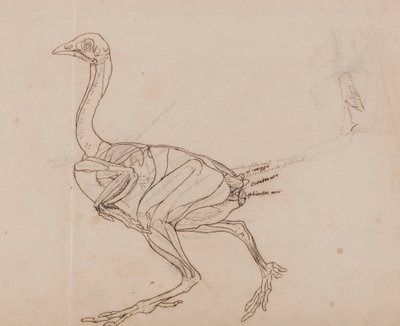 Dorking-kanan vartalo, sivunäkymä (lihasten ääriviivapiirros) tekijältä George Stubbs