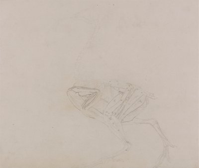 Dorkingin kanan vartalo, sivunäkymä (vartalon ja raajojen lihasten tutkimus dissektion myöhemmässä vaiheessa) tekijältä George Stubbs
