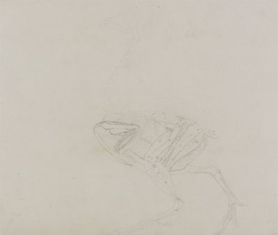 Dorkingin kanan ruumis, sivunäkymä, vertailevasta anatomisesta näyttelystä ihmiskehon rakenteesta tiikerin ja linnun kehon rakenteeseen, 1795-1806 (grafiittia ohuella kudospaperilla) tekijältä George Stubbs