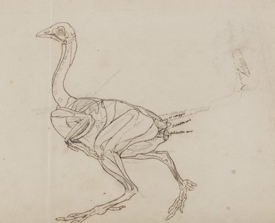 Dorkingin kanan ruumis, sivukuva, teoksesta "A Comparative Anatomical Exposition of the Structure of the Human Body with that of a Tiger and a Common Fowl" (Vertaileva anatominen selvitys ihmiskehon rakenteesta tiikerin ja kanan kanssa). tekijältä George Stubbs
