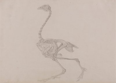 Dorkingin kanan luuranko, sivunäkymä (valmiin tutkimus julkaisemattomaan taulukkoon) tekijältä George Stubbs