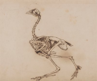 Dorking Kanan luuranko, sivunäkymä (luultavasti valmisteltu julkaisematonta avainhahmoa varten) tekijältä George Stubbs