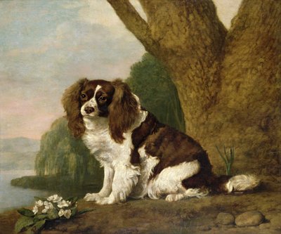 Fanny, ruskeavalkoinen spanieli tekijältä George Stubbs