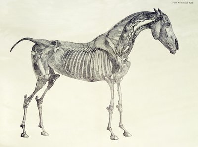 Viides anatominen taulukko teoksesta "Hevosen anatomia" tekijältä George Stubbs