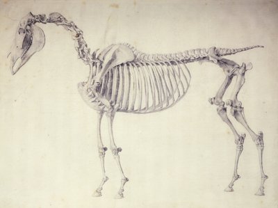 Viides anatominen taulukko teoksesta "Hevosen anatomia" tekijältä George Stubbs