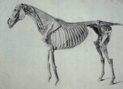 Valmis tutkimus hevosen viidettä anatomista pöytää varten (grafiitti paperille) tekijältä George Stubbs