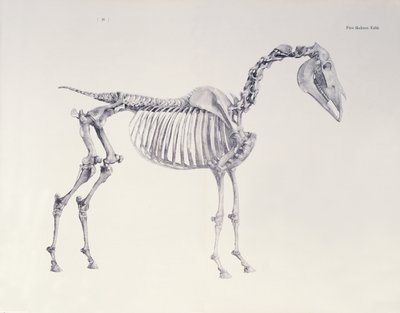 Ensimmäinen luurankopöytä kirjasta "The Anatomy of the Horse" tekijältä George Stubbs