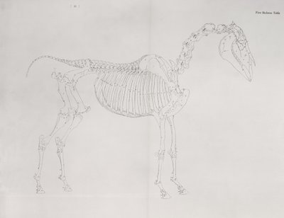 Ensimmäinen luurankopöytä kirjasta "The Anatomy of the Horse" tekijältä George Stubbs
