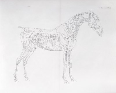 Neljäs anatominen taulukko teoksesta "Hevosen anatomia" tekijältä George Stubbs
