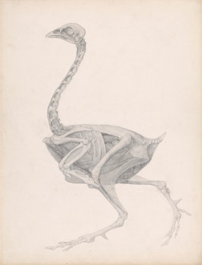 Kanan ruumis, sivunäkymä (Huippuvalmis tutkimus julkaisemattomalle taulukolle; näyttää viimeisen vaiheen leikkauksessa) tekijältä George Stubbs