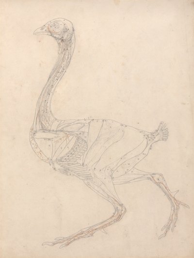 Kanan runko, sivunäkymä (tutkimus taulukon XV avainhahmosta) tekijältä George Stubbs