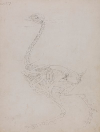 Kanan runko, sivunäkymä tekijältä George Stubbs