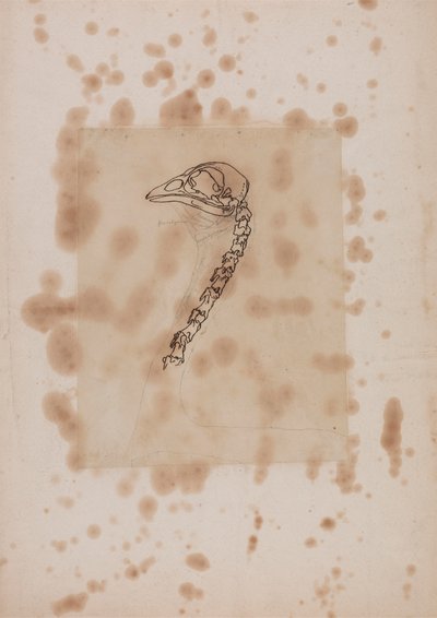 Kanan pää ja kaula, sivuttaisnäkymä tekijältä George Stubbs