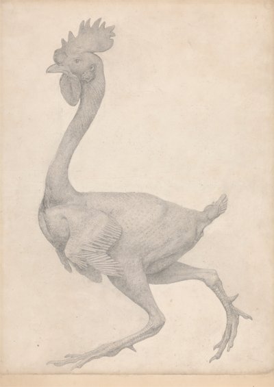 Kanat, sivuttaisnäkymä, joista suurin osa höyhenistä poistettu (valmiit taulukon X tutkimus) tekijältä George Stubbs