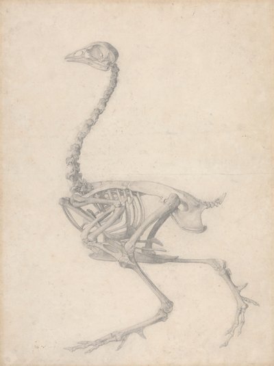 Kanan luuranko, sivunäkymä (valmiit taulukon V tutkimus) tekijältä George Stubbs