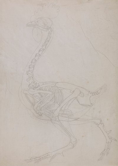 Kanan luuranko, sivunäkymä (ääriviivapiirros) tekijältä George Stubbs