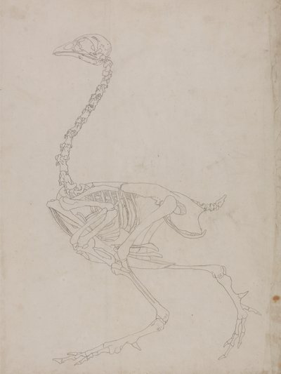 Kanan luuranko, sivunäkymä (luurangon ääriviivapiirros) tekijältä George Stubbs