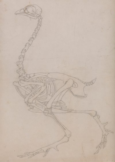 Kanan luuranko, sivunäkymä (Taulukon V avainhahmoa varten laaditun luurangon ääriviivapiirros) tekijältä George Stubbs