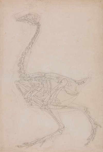 Linnun luuranko, sivunäkymä (luultavasti perustutkimus muissa piirustuksissa käytetyn linnun luurangon suhteista) tekijältä George Stubbs