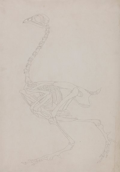 Kanan luuranko, sivunäkymä tekijältä George Stubbs