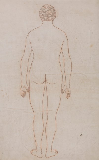 Ihmiskeho, takanäkymä (taulukon VII ääriviivapiirros) tekijältä George Stubbs