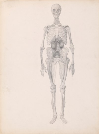 Figura Humana, Visão Anterior (Estudo Concluído do Estágio Final de Dissecção) finlandês tekijältä George Stubbs