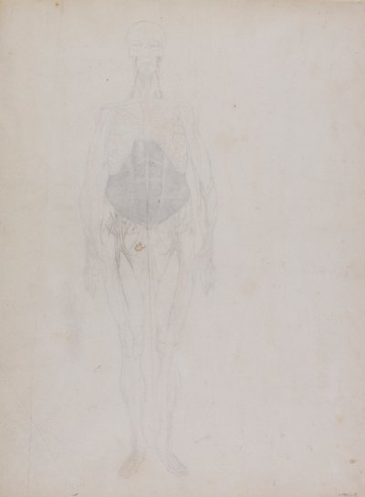 Ihmishahmo, etunäkymä (suurelta osin ääriviivat) tekijältä George Stubbs