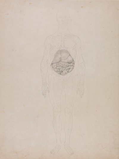 Ihmishahmo, etunäkymä (ääriviivapiirros) tekijältä George Stubbs