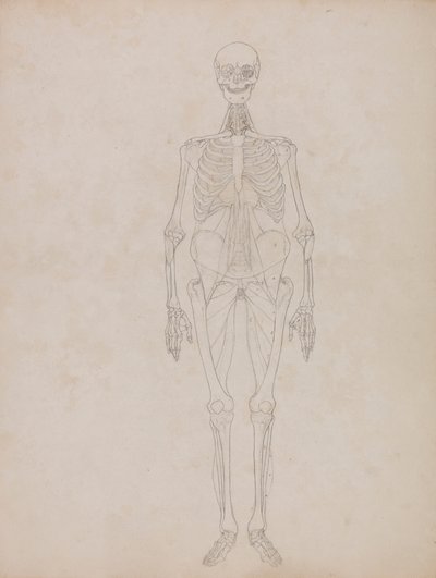 Ihmishahmo, etunäkymä (ääriviiva) tekijältä George Stubbs