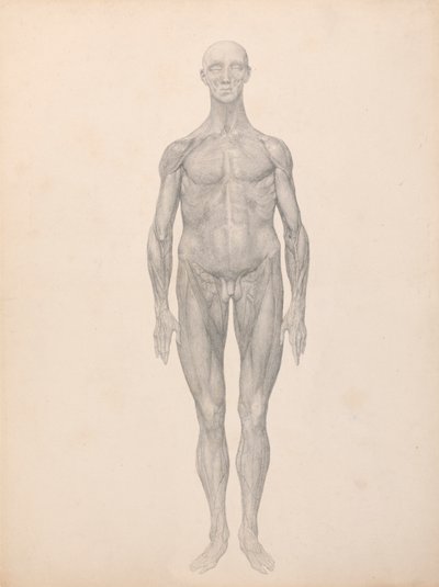 Ihmishahmo, etunäkymä, iho ja alla olevat kasvokerrokset poistettu (valmiit taulukon XI tutkimus) tekijältä George Stubbs