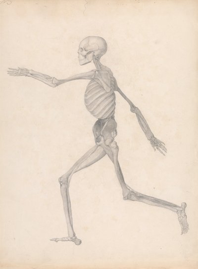 Ihmishahmo, sivuttaisnäkymä (Valmis tutkimus julkaisemattomasta taulukosta, joka edustaa dissektion viimeistä vaihetta) tekijältä George Stubbs