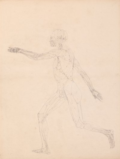 Ihmishahmo, sivunäkymä (Taulukon XIII avainhahmolle) tekijältä George Stubbs