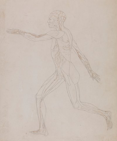 Ihmishahmo, sivunäkymä (liittyy taulukkoon XIII, yksityiskohtainen tutkimus lihaksia syöttävistä verisuonista) tekijältä George Stubbs