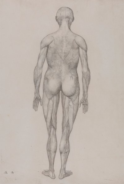 Ihmishahmo, takanäkymä (melkein identtinen taulukon XII valmiin piirustuksen kanssa) tekijältä George Stubbs