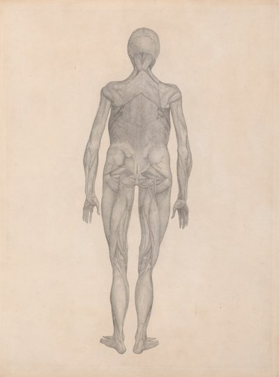 Figura Humana, Vista Posterior (Estudo Finalizado para uma Placa Inédita) finlandês tekijältä George Stubbs