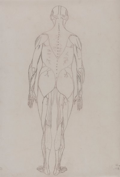 Ihmishahmo, takanäkymä (avainhahmon ääriviivapiirros taulukkoon XII) tekijältä George Stubbs