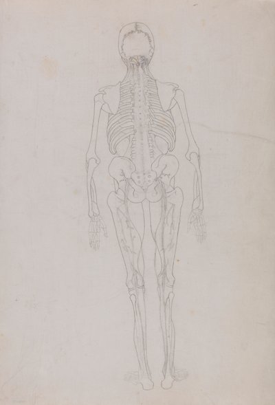 Ihmishahmo, takanäkymä (avainhahmon ääriviivapiirros, joka esittää dissektion viimeistä vaihetta) tekijältä George Stubbs