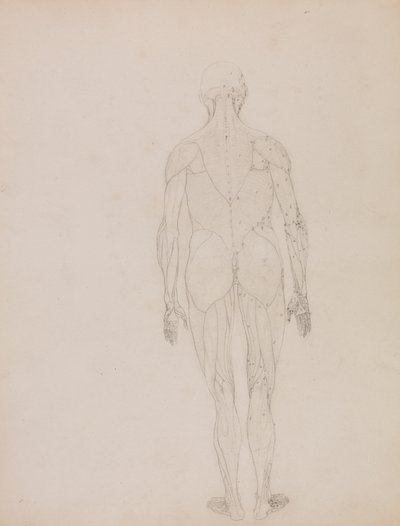 Ihmishahmo, takanäkymä (avainhahmon ääriviivapiirros taulukkoon XII) tekijältä George Stubbs
