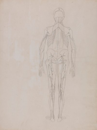Ihmishahmo, takanäkymä (julkaisemattoman levyn avainhahmon ääriviivapiirros) tekijältä George Stubbs