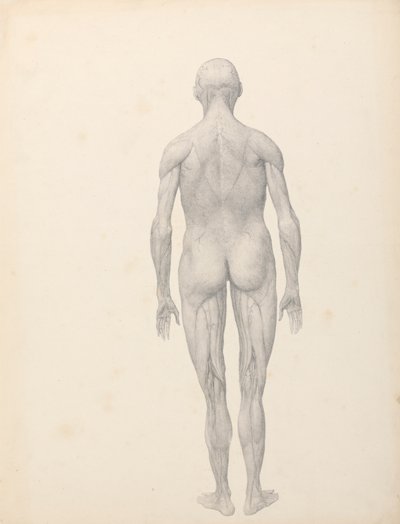 Ihmishahmo, takanäkymä, osittain leikattu (valmiit taulukon XII tutkimus) tekijältä George Stubbs