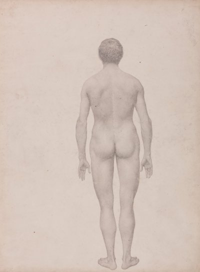 Ihmishahmo, takanäkymä, leikkaamaton (valmiit taulukon VII tutkimus) tekijältä George Stubbs