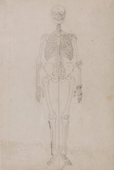Ihmisen luuranko, etunäkymä (lopullinen tutkimus) tekijältä George Stubbs
