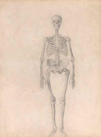 Ihmisen luuranko, etunäkymä (valmistunut tutkimus taulukosta I) tekijältä George Stubbs